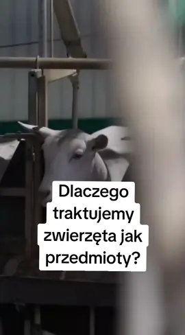Zwierzęta nie są rzeczami, a jednak zbyt często traktujemy je jak obiekty lub nawet gorzej. Zapominamy, że odczuwają wiele rzeczy tak samo jak my. #poland #vegetarian #dieta #animals #kuchniaroslinna 