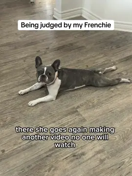 Not my Frenchie judging me……