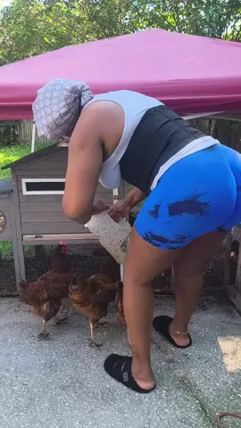 #countrylife#chickens#relaxing