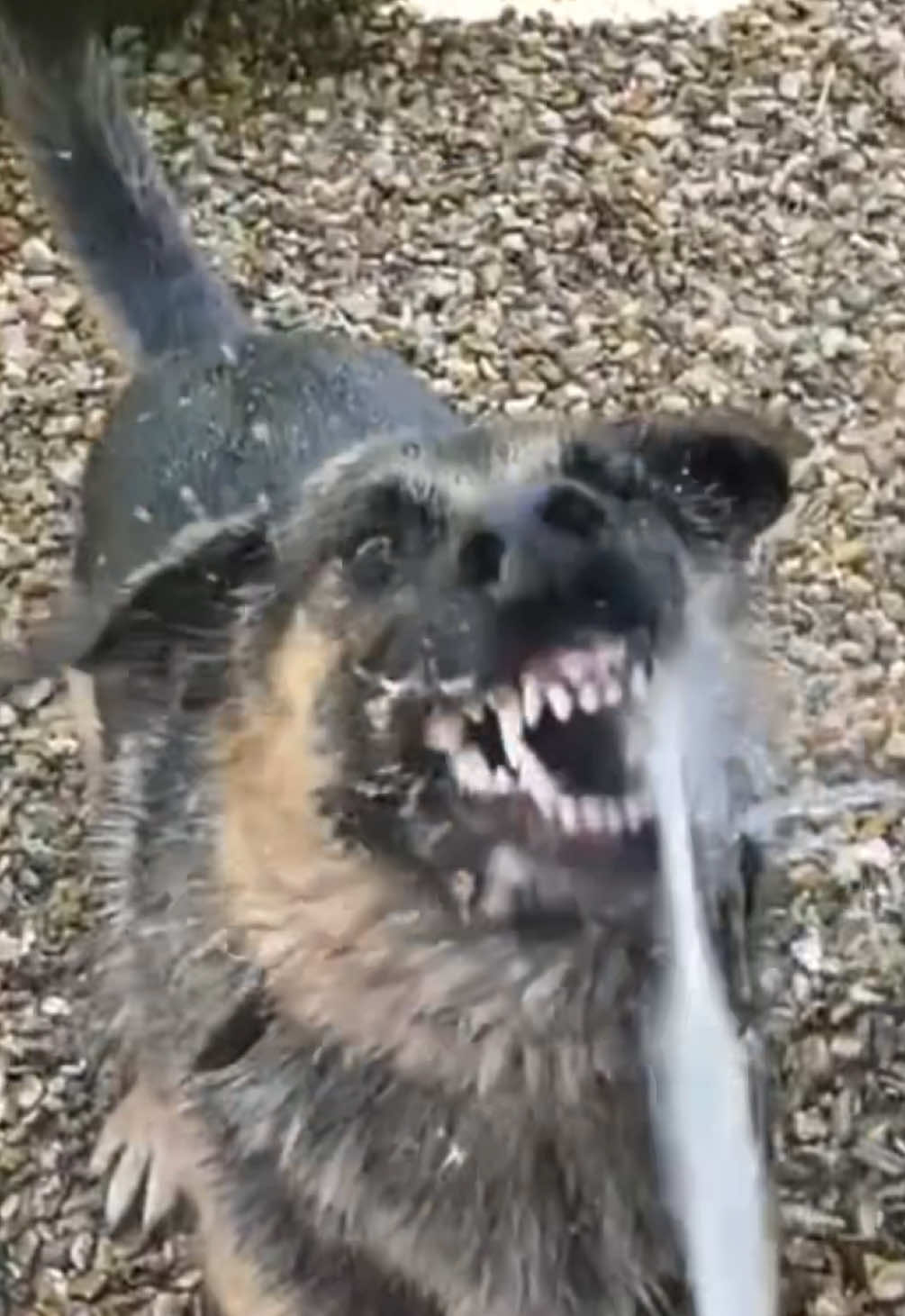 Replying to @soren310812 one can only dream! Thanks for all the birthday love!!! #animalvoiceover #petvoiceover #dogsoftiktok #dogvoiceover #germanshepherd 