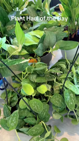 Found some great ones today. #plantsoftiktok #fyp #foryoupage #albopothos #whiteprincess 