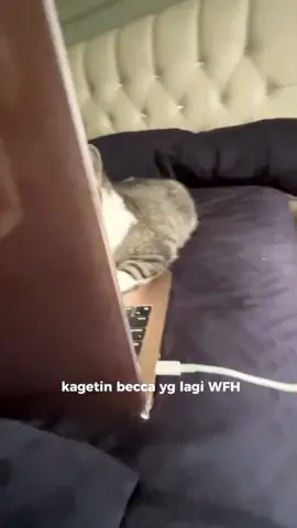 funnycats😅😅#funnycat #funnyvideos #cutecat #viral_video 