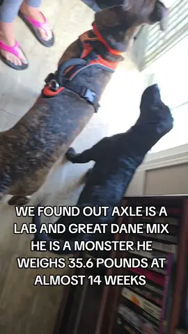#lab #greatdane #puppy #bigpuppy #dogsoftiktok 