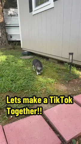#doglife