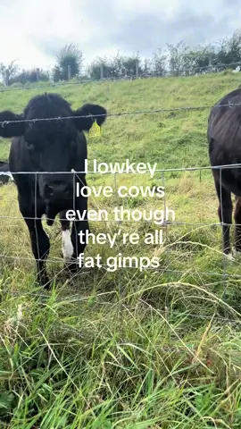 Someone buy me a cow (preferably a baby one) #cows #relatable #ihateyou #evil #fyp 
