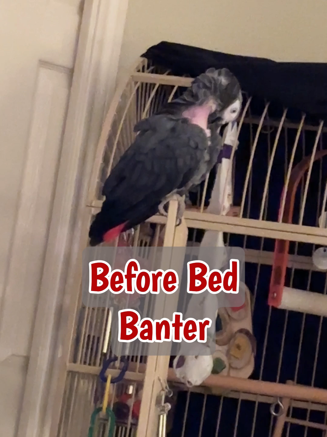 Sweet Bedtime Banter with Einstein the Parrot 🌙💤 Einstein and Marcia share a heartwarming bedtime chat before it’s time to go night-night. From sweet compliments and silly chatter to sleepy yawns, Einstein shows off his loving personality with phrases like “You’re so sweet,” “Wanna cuddle?” and even counts a little before bedtime. Cozy up with this adorable African Grey as he ends the day with love and laughter.  #FunnyParrot #TalkingAnimals #EinsteinParrot #BirdTok #ParrotLovers #TalkingParrot #AfricanGrey