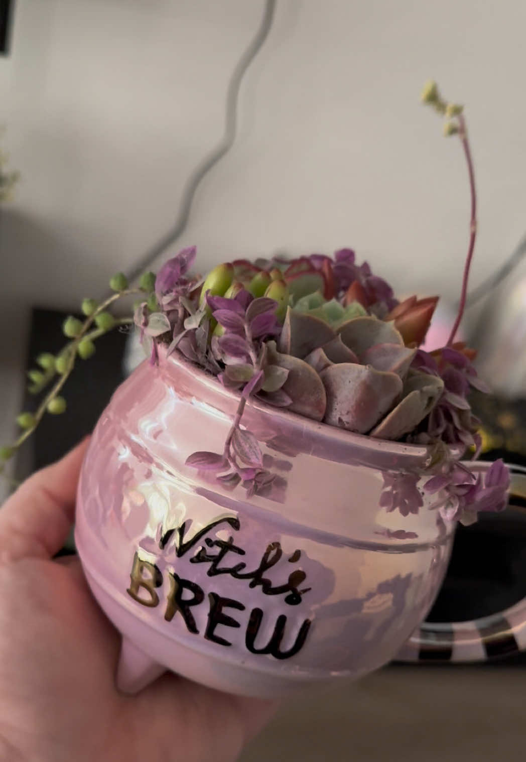 Idk what’s cuter the cup or the arrangement!! @Queenofsucculents did that ✨🤩💕