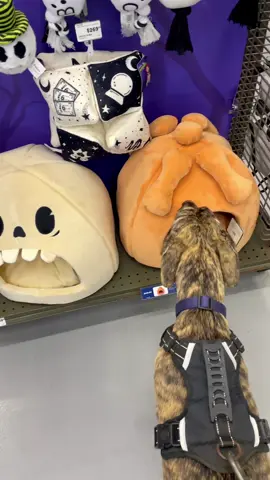 Llevando a los perrhijos a su tienda fav @Petco  #familiaperruna #perrhijos #galgos #fall #halloween2025 
