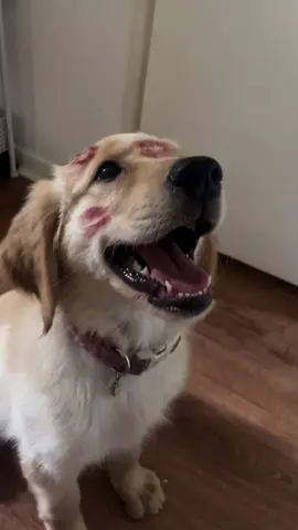 my baby #foryoupage #goldenretriever #ilovemybf 