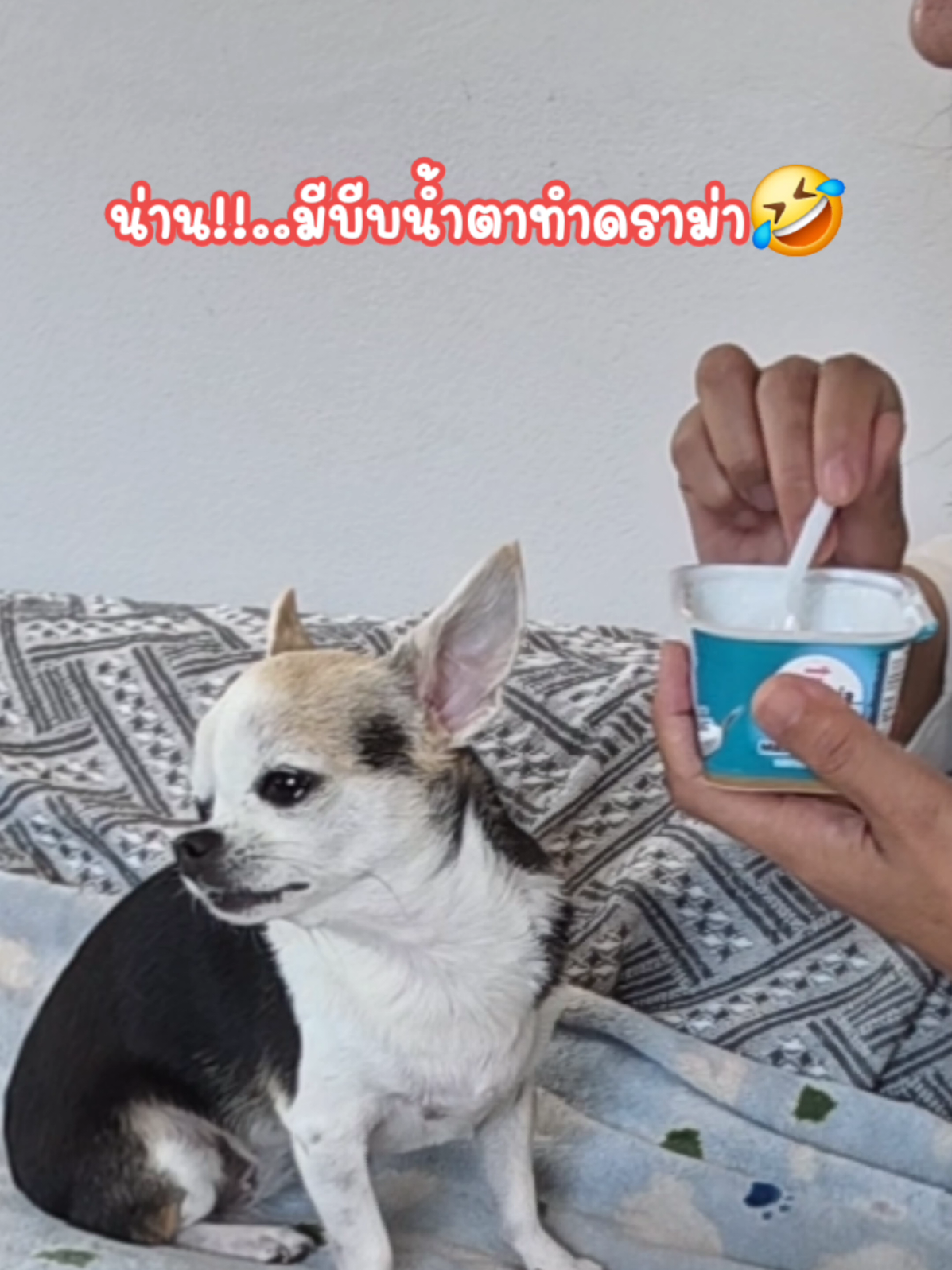 มันร้าาย😅🤣@mimi shop@2525 @mimi shop@2525 @mimi shop@2525 #สุนัขแสนรู้ #สุนัข #สุนัขน่ารัก #สวนสัตว์tiktok 