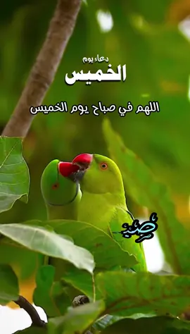 دعاء الصباح يوم الخميس اللهم إني أسألك الثبات في الأمر  وأسألك العزيمة على الرشد وأسألك شكر نعمتك وحسن عبادتك  وأسألك قلبا سليما ولسانا صادقا وأسألك من خير ما تعلم وأعوذ بك من شر ما تعلم وأستغفرك لما تعلم، إنك أنت علام الغيوب #صباحكم_أحلى_صباح #صباحكم_معطر_بذكر_الله #صباح_الورد #صباح_الخير #صبحكم_الله_بالايمان_وطاعة_الرحمن 