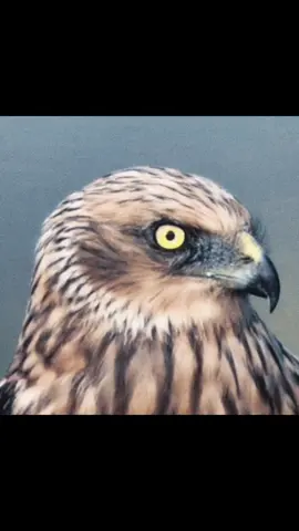 Eyes in the sky 🦅.   🔥🥷🏻.  #zoologytok #fyp #animal #viral #nature 