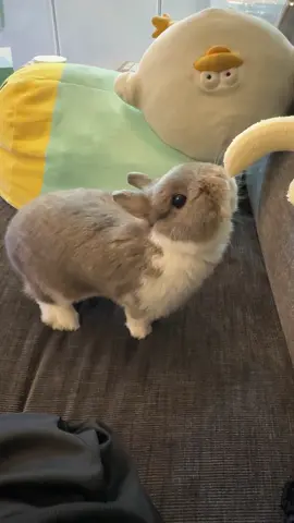 バナナ大好き#うさぎ #ネザーランドドワーフ 