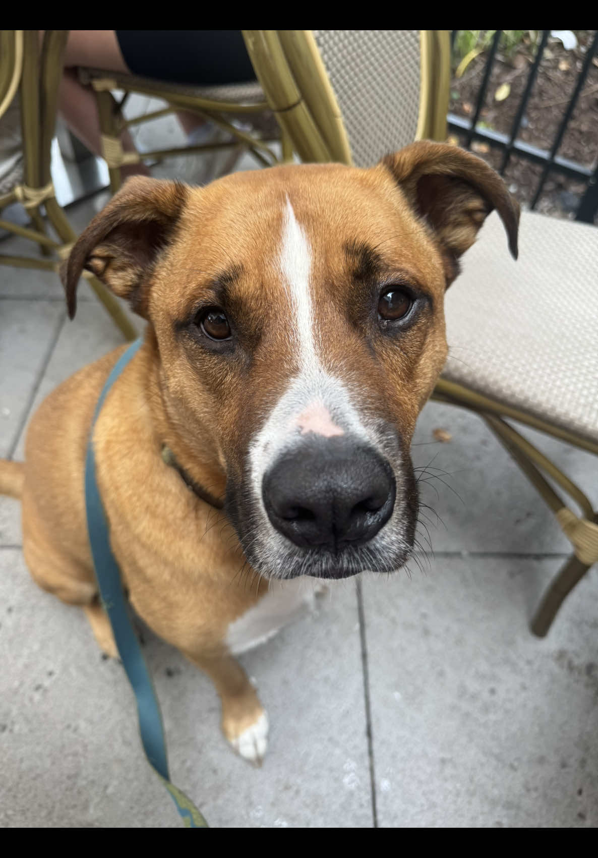 Life is ruff sometimes, but Rudy thinks you’re doing a great job! Send this to someone else who is doing a great job too! 💜💐✨  📱For more adventures with Rudy follow us!  🏷️#dog #dogsoftiktok #dogs #rescue #rescuedog #bullybreed #dogtok #doggo #adopt #doglover #bullybreeds #doglife #positivity #motivation 