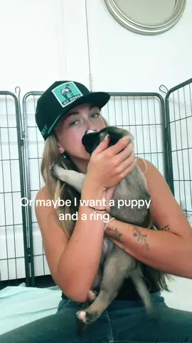 Foster puppies >