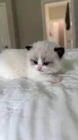 Ruby is overcoming her social anxiety... one tiny meow at a time