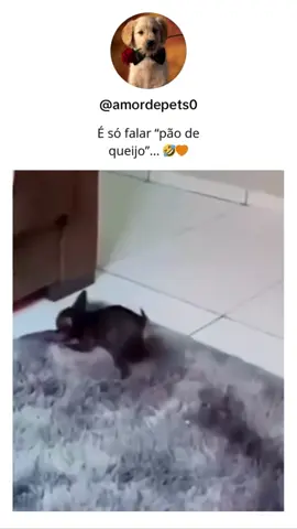 Compilados de animais engraçados que vão te arrancar um sorriso #cachorrosengraçados #animaisengraçados #gatosengraçados 