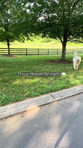 Palate cleanser. Name a better place to be I’ll wait #heavenonearth🌍️ #greatpyrenees #greatpyreneesoftiktok #goldenretrieverlife #goldenretriever 