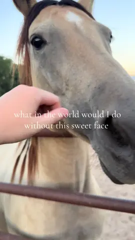 ❤️❤️🥰 #horse #horsesoftiktok #farmlife #horsegirl #fyp 