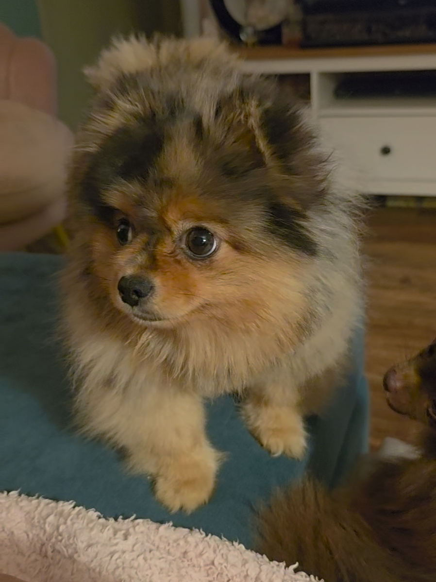 lil snappy snaps 🤣 #pomeranian #cute #play #funny #pup 
