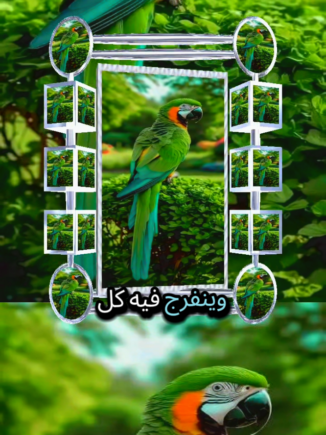 #صباح_الخير_السعادة #فيرال_فيديوفوريو   #❤️❤️❤️❤️❤️❤️ 