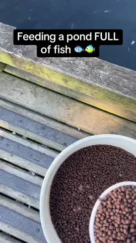 They appeared out of nowhere 😮😂 #RoadTo19M #Pubity #fish #animals #nature  (Seth Young via ViralHog)