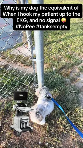 #ultrasoundtech #ekgsignal #shihtzusoftiktok #dogwalk #imagingproblems 