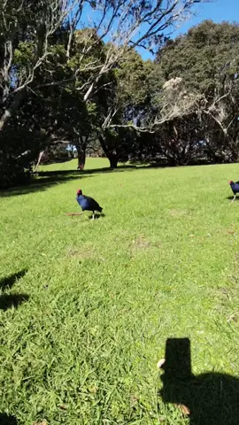 pūkeko ok  #pukeko #swamphen #pigeon #bird #birds #damn #damnation #freaky #foot #guys #freakyfootguy #fyp #viral  #foryoupage#foryou #newzealand  #birdlady #pukekolady 