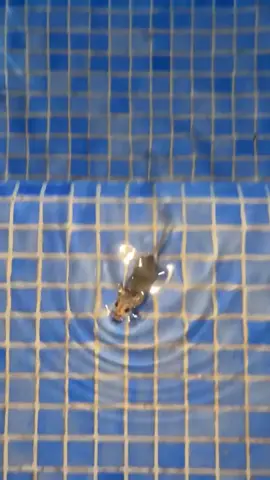 What a swimmer