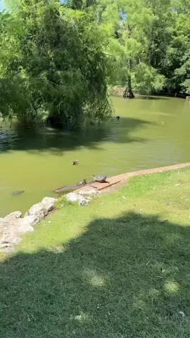 turtle sunbathing and living in the moment  #sunbathing #turtle #reptiles #nature #amusing 