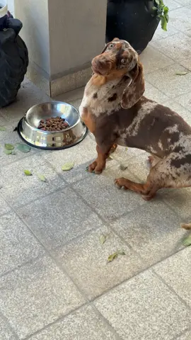 no creo que sea capaz mi salchicha 🌭 🤣🥰 #virall #foryou #paratiiiiiiiiiiiiiiiiiiiiiiiiiiiiiii #duchshund 