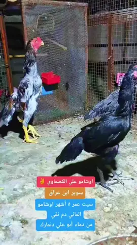 #متابعه_ولايك_واكسبلور_فضلا_ليس_امر #بغداد_بصرة_موصل_الكويت_الخليج_دبي_ #بصرة_موصل_كركوك_نجف_بغداد_حلة_انبار #اوشامو_نقي #trend 