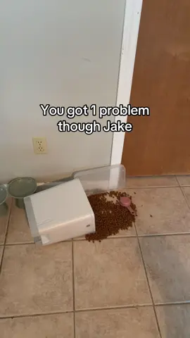 Winston is guilty #catsoftiktok #cattok #PetsOfTikTok 