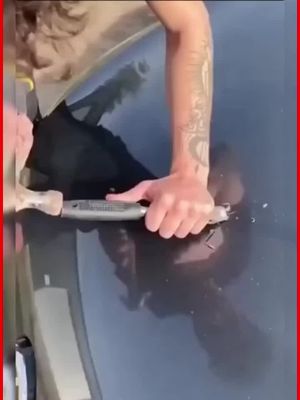 الاول مــبيعا فــــي أمريكا مــــتوفر الان فــي ـالجزائر | التوصيل لجميع الولايات