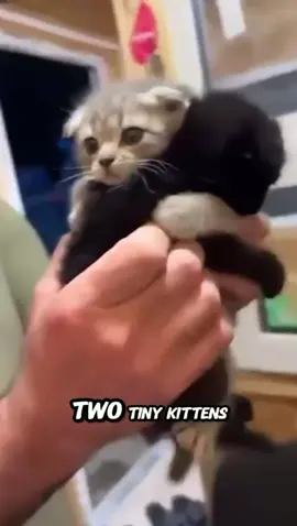 Two tiny kittens 