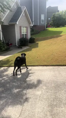 Uno was rushed to the ER last night….he almost died…and this was the moment he got to see his best buddy get off the bus this afternoon! We are SO glad Uno pulled through! #dogsbestfriend 