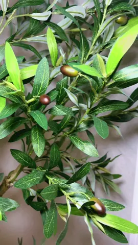 🌿✨ Dale a tu espacio un aire elegante y natural con este hermoso árbol de olivo 🪴 Disponible en venta, listo para transformar tu hogar. 💚 #olive #olivetree #hogarconestilo #homedecor #fyp 