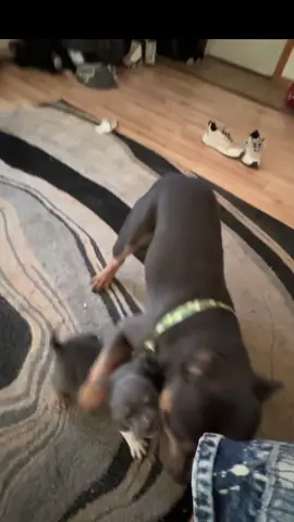 Generation #3 🥹 I will forever remember where it all came from. #riprolo #americanbully #playful #sonanddaughter