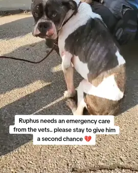When police found Ruphus, he was barely standing... nothing but skin and bones, covered in wounds that no one could even identify at first glance. 💔 He had wandered into a warehouse, desperate and broken, yet still clinging to life. We rushed him straight to the vet for emergency care, but Ruphus’s fight isn’t over. He needs intensive treatment, medication, and round-the-clock care if he’s to survive. 🐾 We are desperately trying to raise £700 to cover his emergency care and give him a real chance at life. Every donation, no matter how small, will go directly toward saving Ruphus. Please don’t scroll past.. his life depends on us coming together for him. 🙏#doglovers #fyp #inspirewithlove 