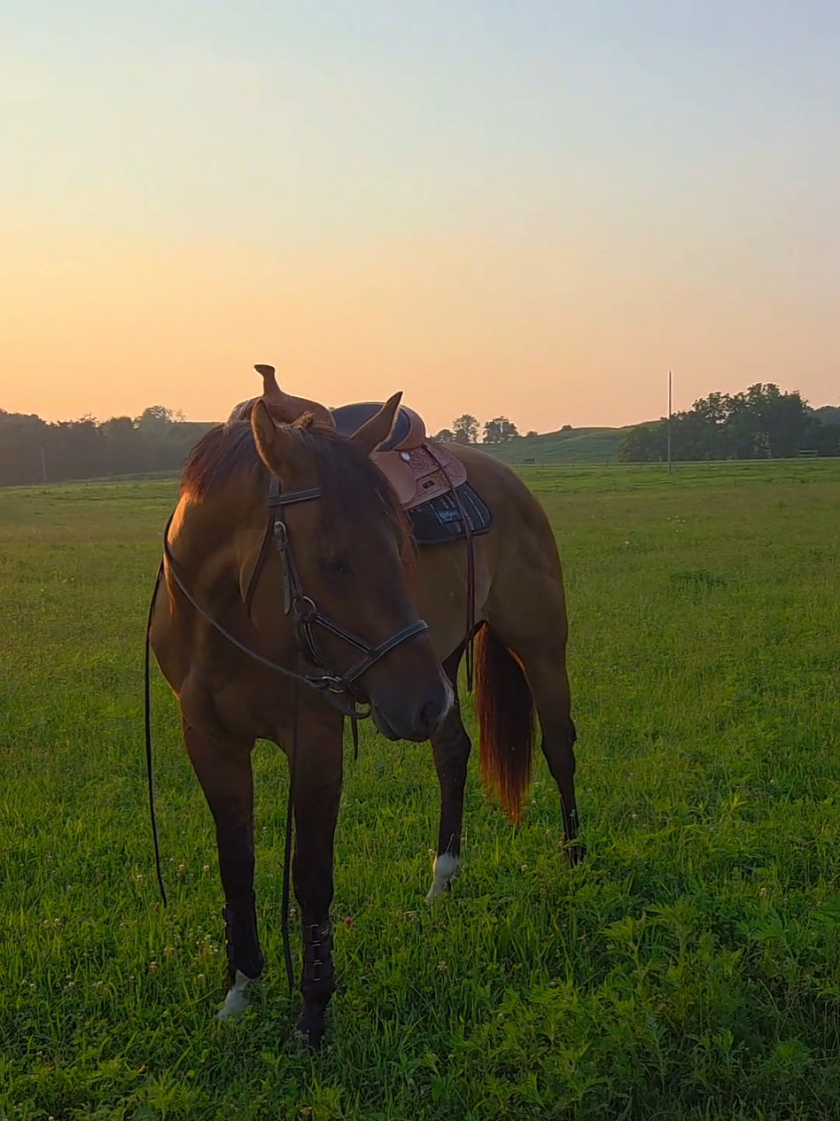 maybe one day I guess..... I know, the saddle is higher towards the rear,  #supportiveequestrian #westernpleasure #creatorsearchinsights #grief #equestrianinfluencer 