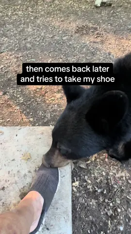 This orphaned bear cub somehow loves my footwear.  First he pulls my slipper right off my foot. Then he comes back later on that day and tries to take off my shoe! #bear #cub #wildlife #animal #cute 