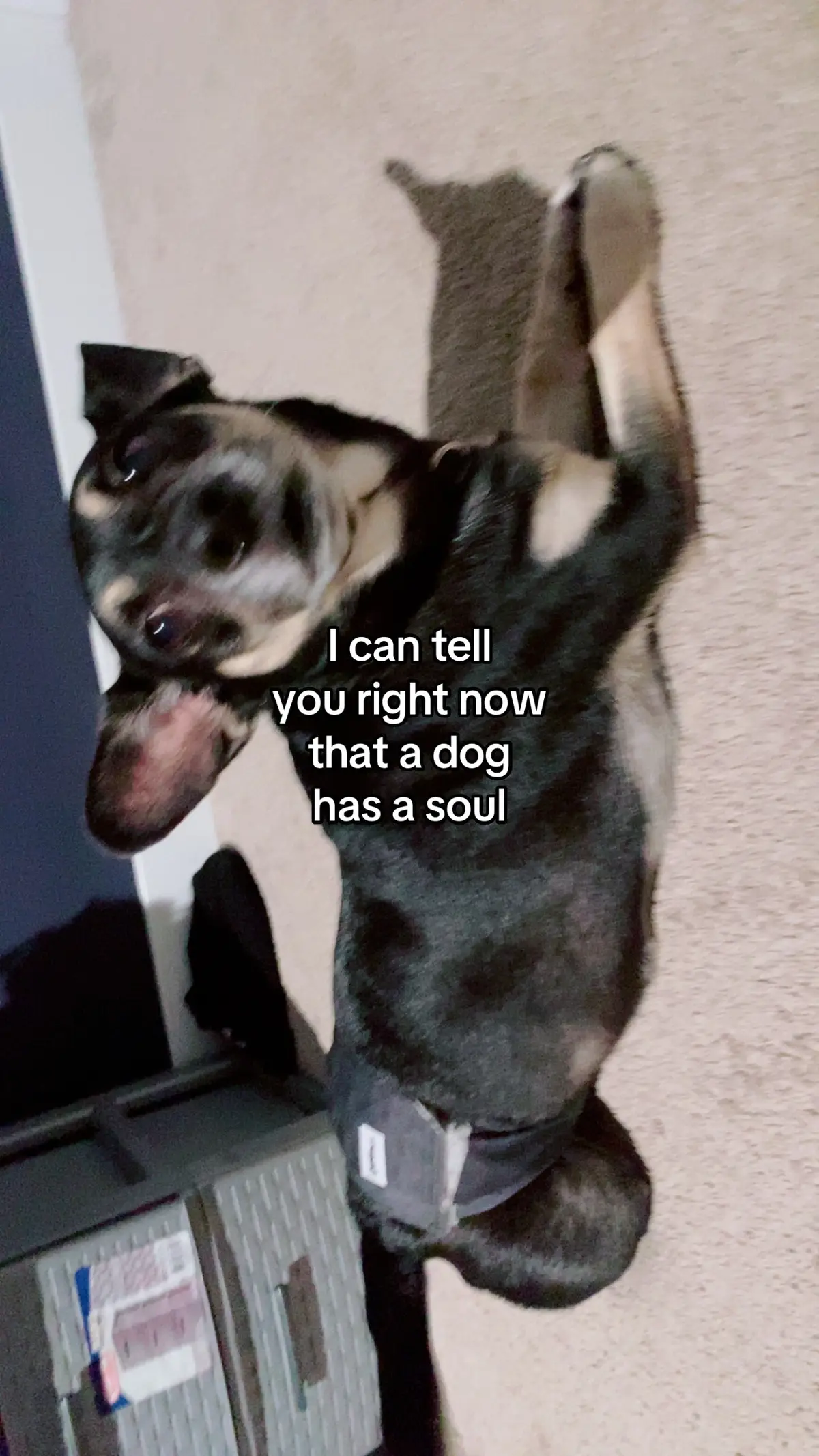 #fyp #dog #zyxcba #fyppppppppppppppppppppppp #soul 