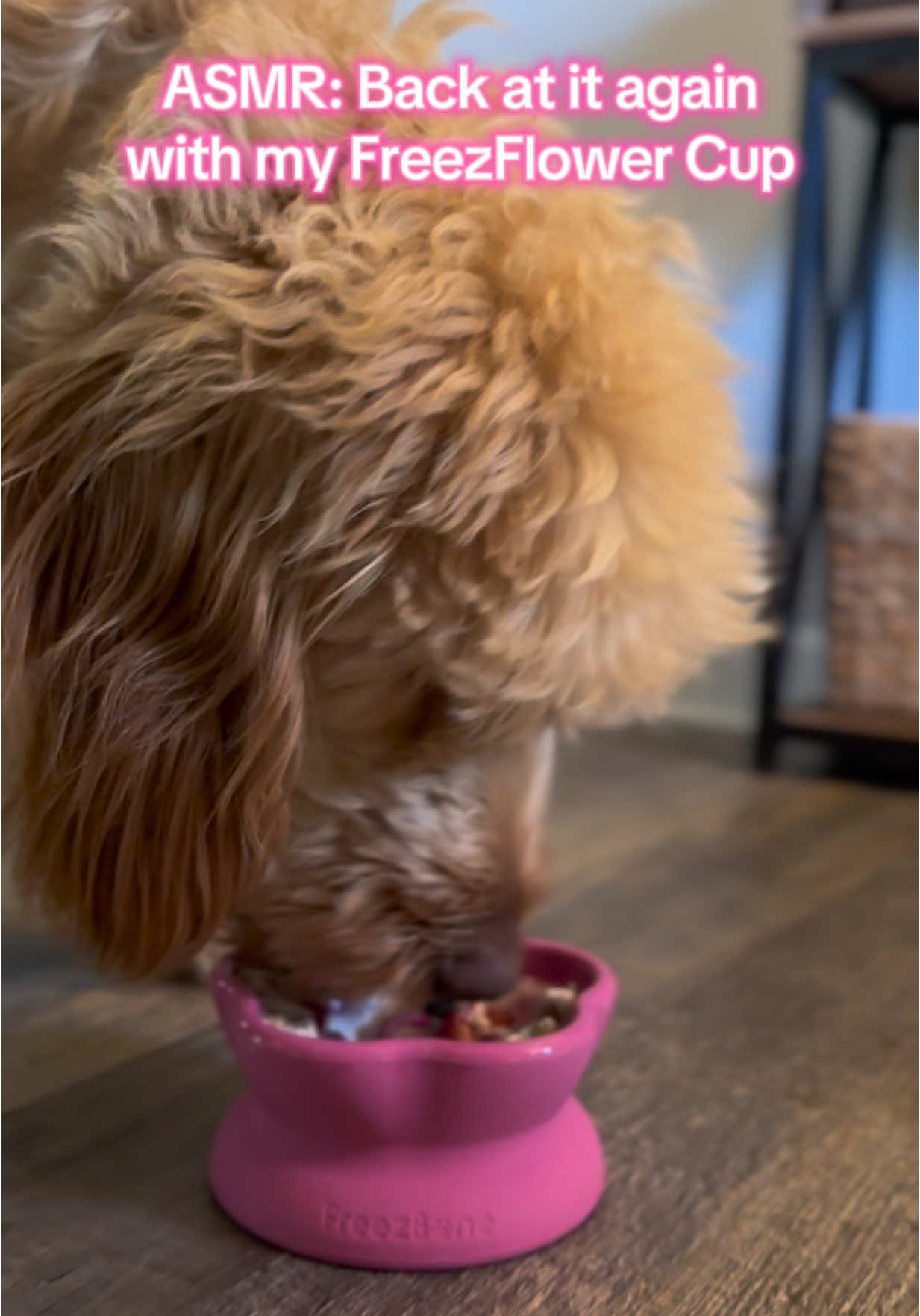 POV: your dog’s new obsession 🐶✨ Watch the ASMR magic of the FreezFlower Cup 🌸 by FreezBone. Linked in bio & right here! #DogASMR #FreezBone #DogEnrichment #PetTok #asmrfordogs 