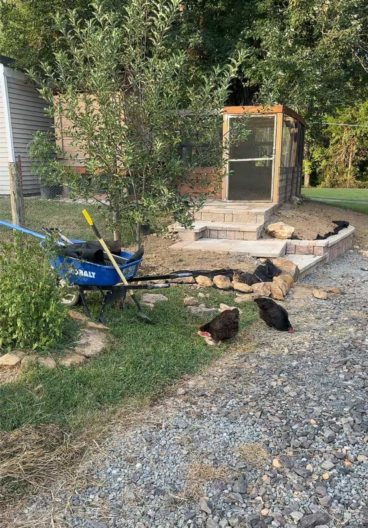 Replying to @LL they definitely eat it down to the white meat lol #chickens #homestead 
