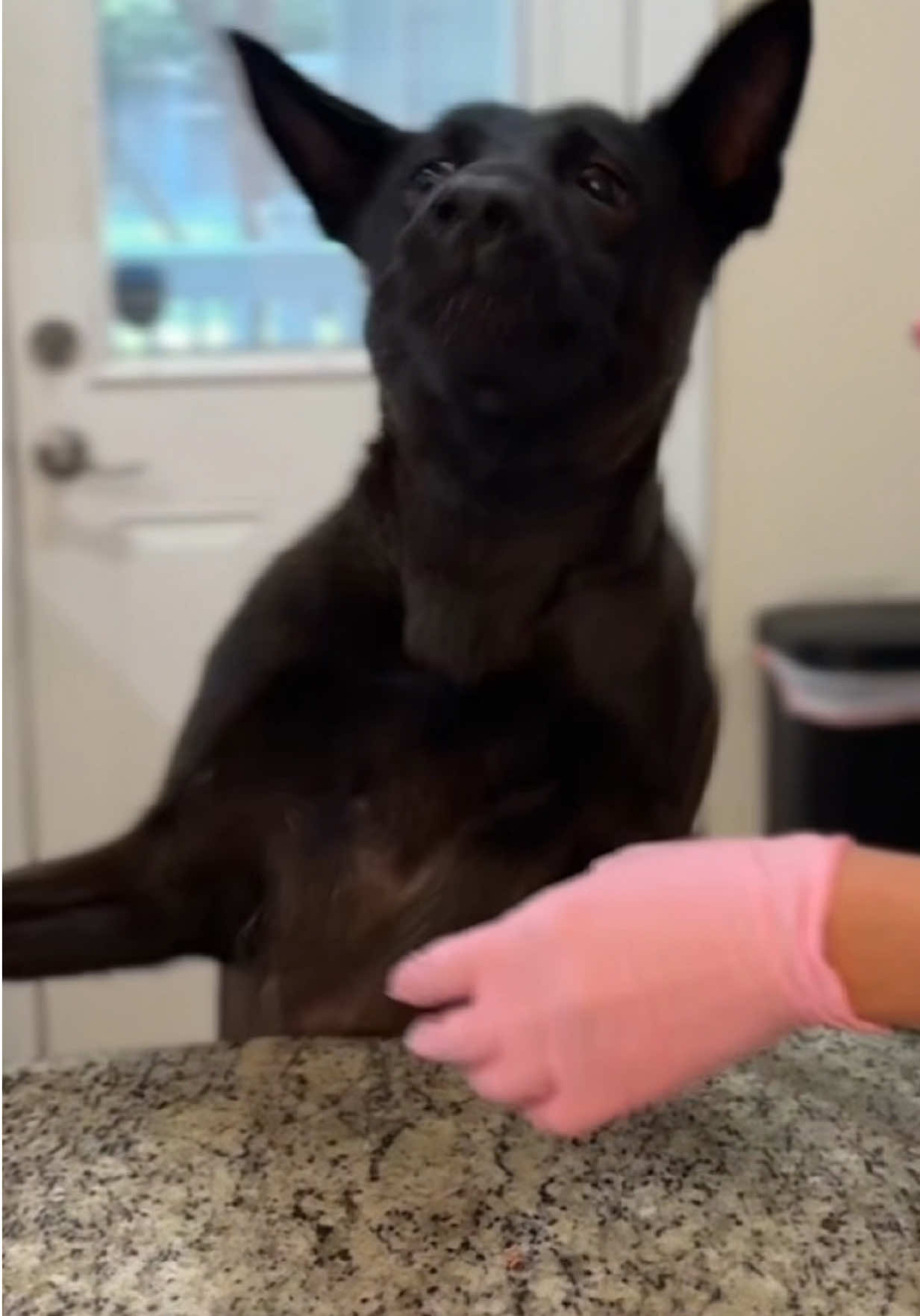 Feed my 3year old and 14 week old  Belgian Malinois with me 