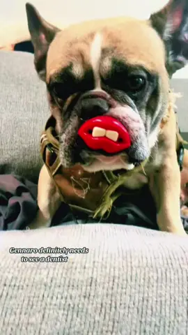 #candicerinaldo#dogsoftiktok  