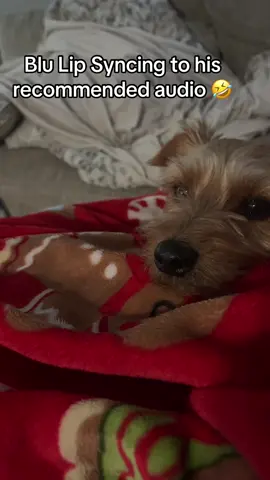 #heycuzzin #lipsyncing #dogtok #yorkiesoftiktok 
