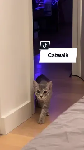 Work it gurllllll 😂 she is a pro, catwalk 10/10. #cat #kitten #catsoftiktok #viral #kittycat 