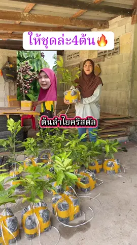 #ต้นลําไยคริสตัล 
