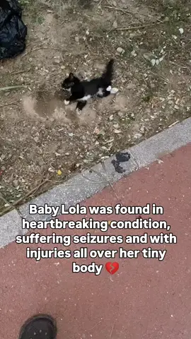 Meet baby Lola 💔, found in a heartbreaking state… her tiny body suffering seizures and covered in injuries. She’s fighting so hard, but she can’t do it alone—she needs love, care, and support to heal. Will you be one of the angels who can donate $10 to help us give lola medical care she desperately needs 💰 PayPal link in bio.